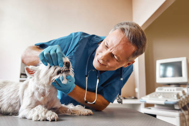 Best 24-Hour Emergency Dental Care in Ansonia, OH